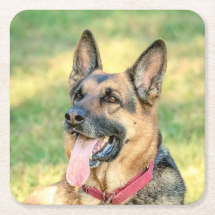 German Shepard Square Paper Coaster