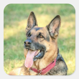 German Shepard Square Sticker