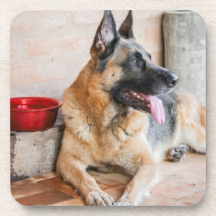 German Sheperd Resting By Water Basin Coaster