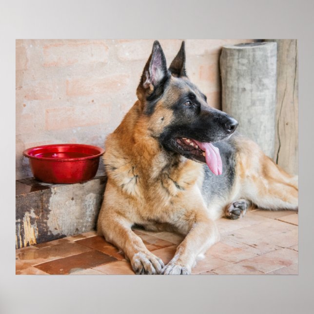 German Sheperd Resting By Water Basin Poster (Front)