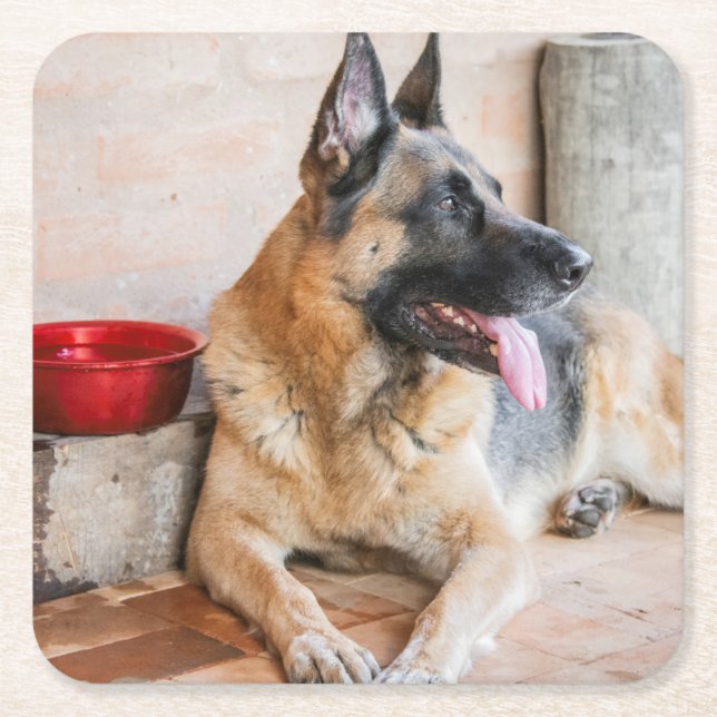 German Sheperd Resting By Water Basin Square Paper Coaster (Front)