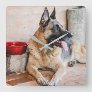 German Sheperd Resting By Water Basin Square Wall Clock