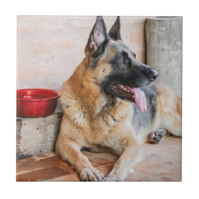 German Sheperd Resting By Water Basin Tile (Front)