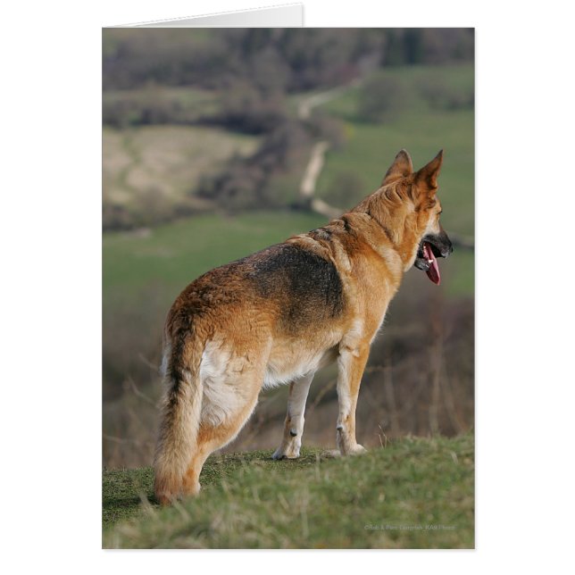 German Shephard Looking Down Hill (Front)