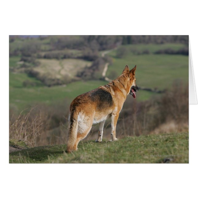 German Shephard Looking Down Hill (Front Horizontal)