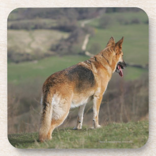 German Shephard Looking Down Hill Coaster