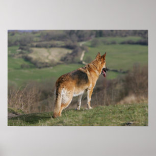 German Shephard Looking Down Hill Poster