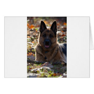 German Shepherd