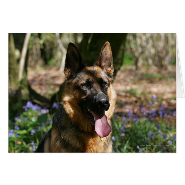 German Shepherd (Front Horizontal)