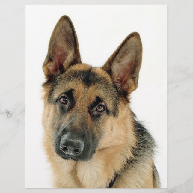 German Shepherd (Front)