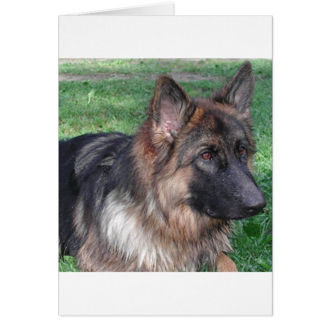 german shepherd 5.png (Front)