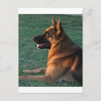 German Shepherd at sunset - "Zamp" Postcard