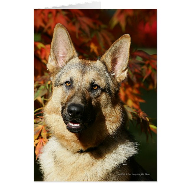 German Shepherd Autumn Leaves (Front)