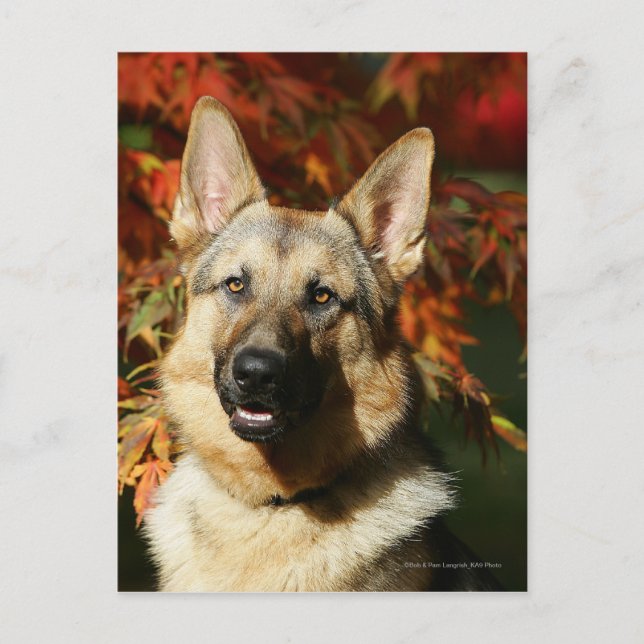 German Shepherd Autumn Leaves Postcard (Front)