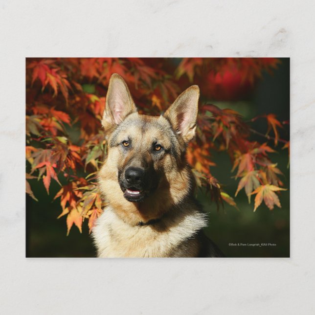 German Shepherd Autumn Leaves Postcard (Front)