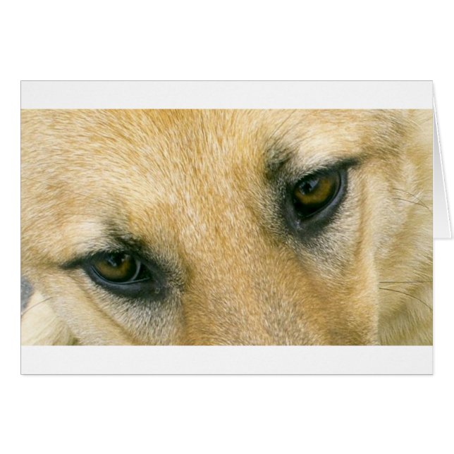 german-shepherd-black and cream eyes (Front Horizontal)