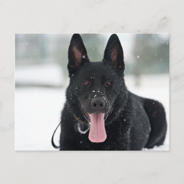 german shepherd black in snow postcard (Front)