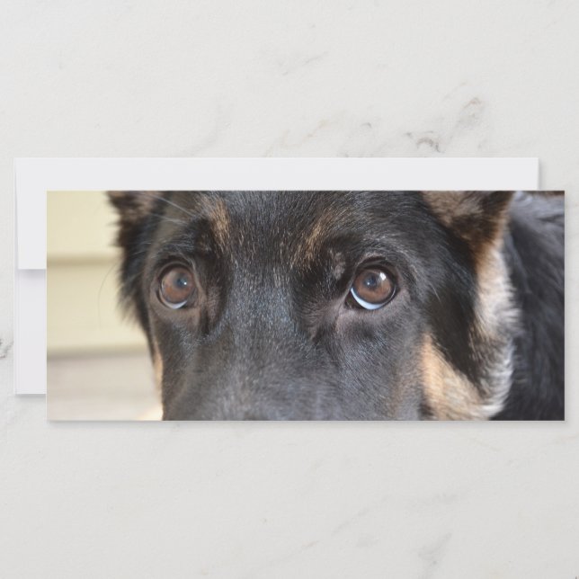 German Shepherd by Shirley Taylor (Front)