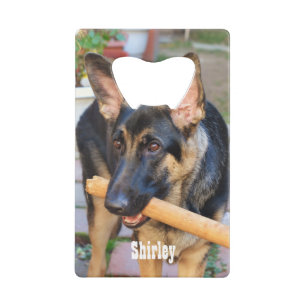 German Shepherd by Shirley Taylor