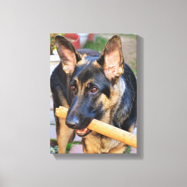 German Shepherd by Shirley Taylor Canvas Print (Front)