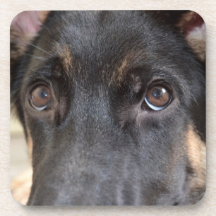 German Shepherd by Shirley Taylor Coaster