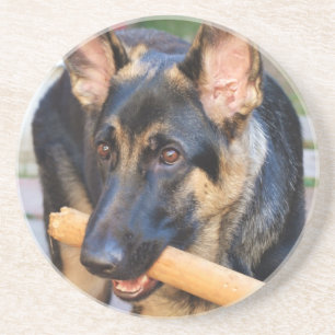 German Shepherd by Shirley Taylor Coaster