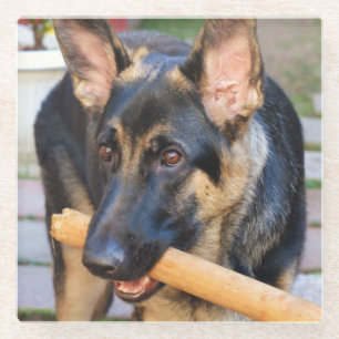 German Shepherd by Shirley Taylor Glass Coaster