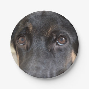German Shepherd by Shirley Taylor Paper Plate