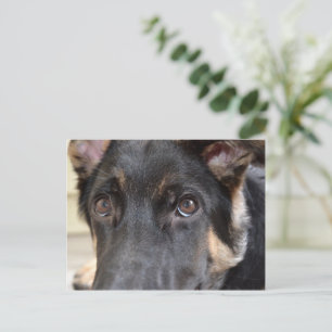 German Shepherd by Shirley Taylor Postcard