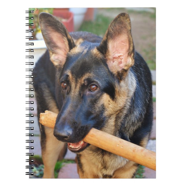 German Shepherd by Shirley Taylor Spiral Notebook (Front)
