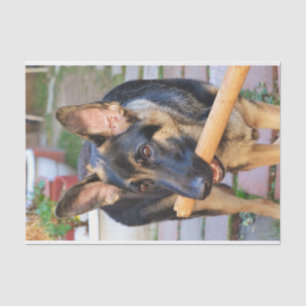 German Shepherd by Shirley Taylor Tissue Paper