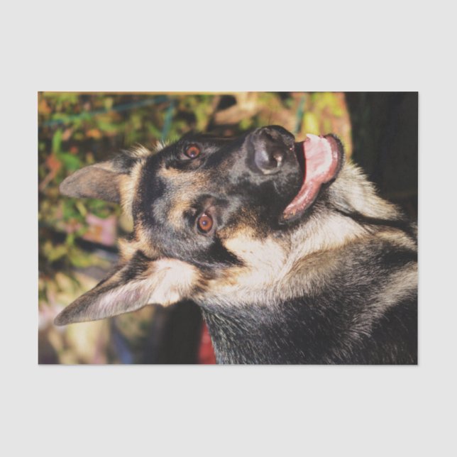 German Shepherd by Shirley Taylor Tissue Paper (Front)