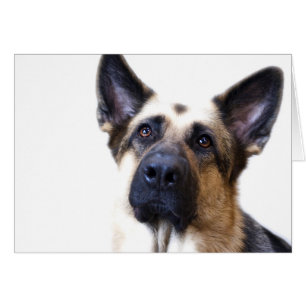 German Shepherd Card