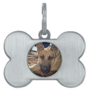 German Shepherd Cat Naps, Dog Bone Tag