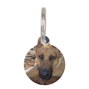 German Shepherd Cat Naps, Dog Tag