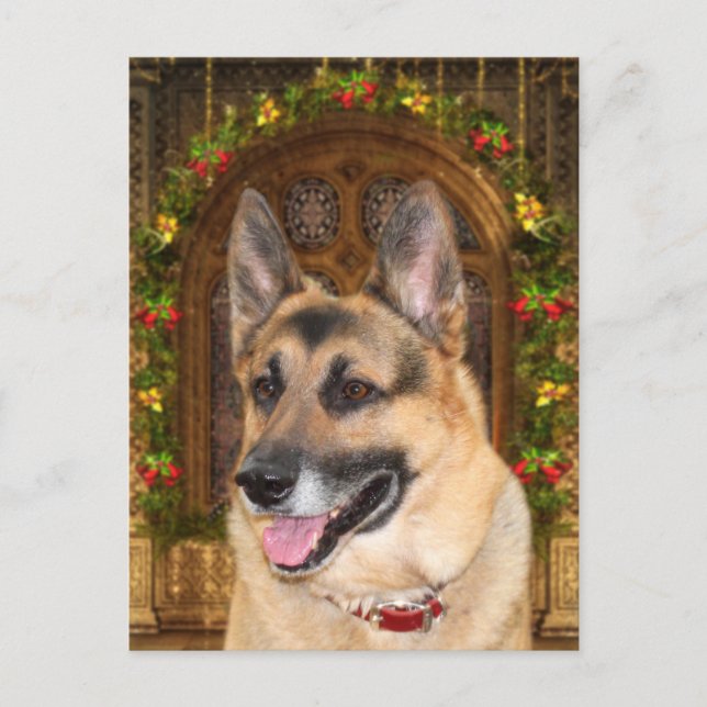 German Shepherd Christmas Holiday Postcard (Front)