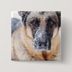 German Shepherd Closeup Covered In Snow 15 Cm Square Badge