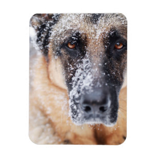 German Shepherd Closeup Covered In Snow Magnet