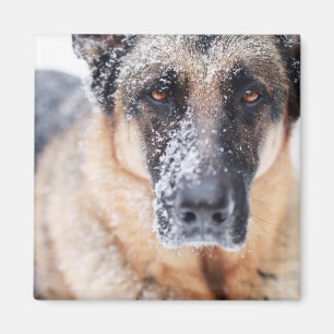 German Shepherd Closeup Covered In Snow Magnet