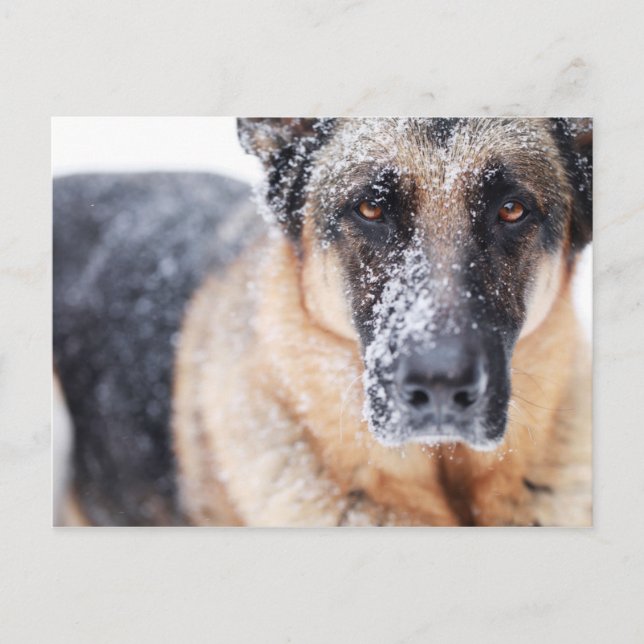 German Shepherd Closeup Covered In Snow Postcard (Front)