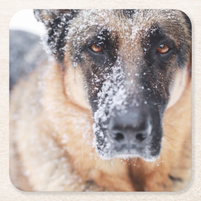 German Shepherd Closeup Covered In Snow Square Paper Coaster (Front)