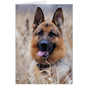 German Shepherd Dog
