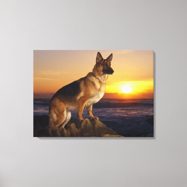 German shepherd dog canvas print (Front)