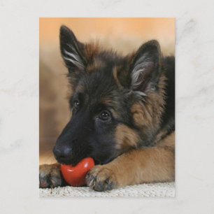 German Shepherd Dog Design Postcard