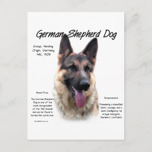 German Shepherd Dog History Design Postcard