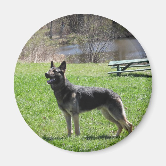 German Shepherd dog Magnet (Front)