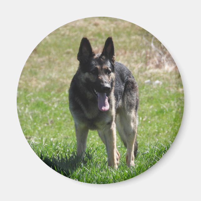 German Shepherd dog Magnet (Front)
