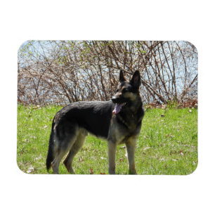 German Shepherd Dog Magnet