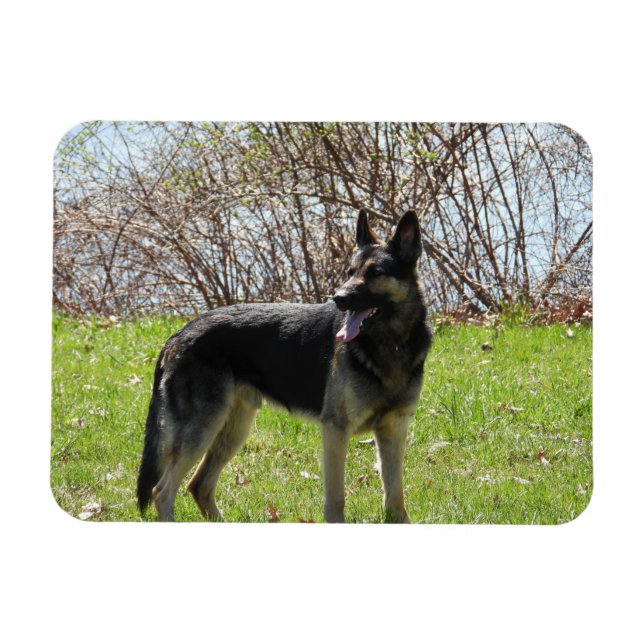 German Shepherd Dog Magnet (Horizontal)