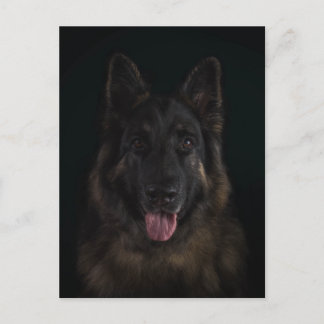 German shepherd dog portrait postcard